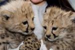  Cheetahs, F1 savannah and Serval kittens available